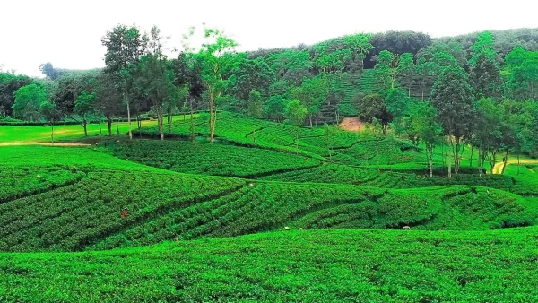 ‎Sylhet sreemangal  Cha Bagan