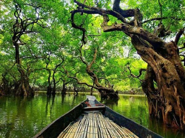 Ratargul  swamp forest (sylhet)